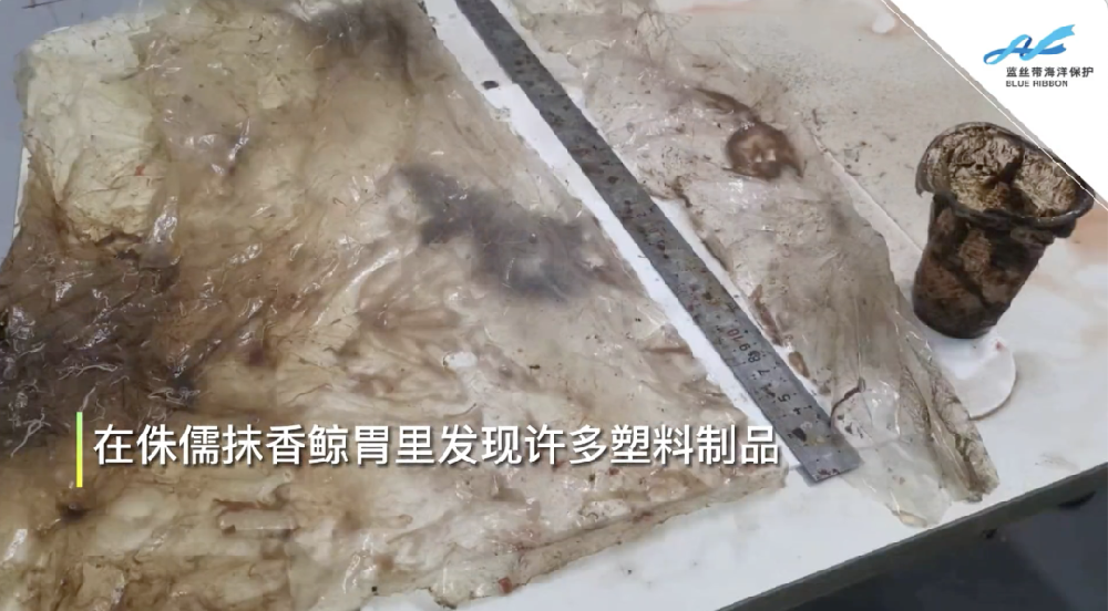 擱淺死亡的鯨：體內有大量塑料垃圾，和一頭鯨寶寶